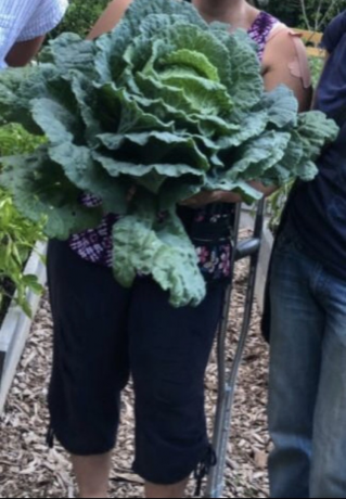 Someone holding a large head of cabbage