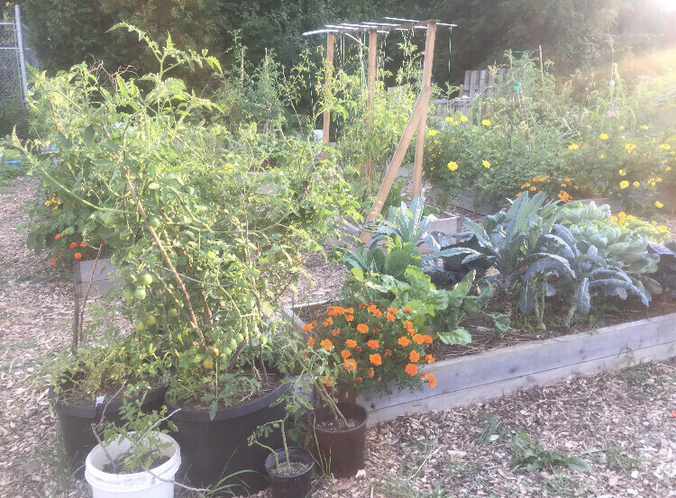 A raised-bed garden