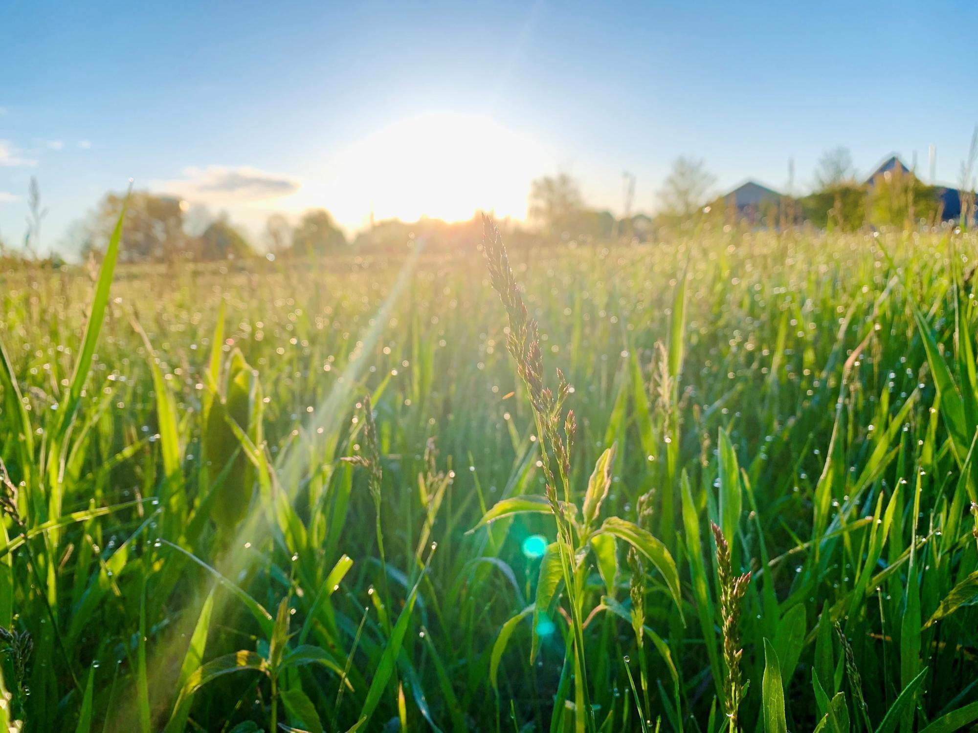 Morning dew on grass sparkles in the morning light