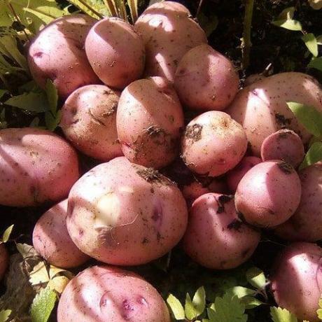 Caribou potatoes