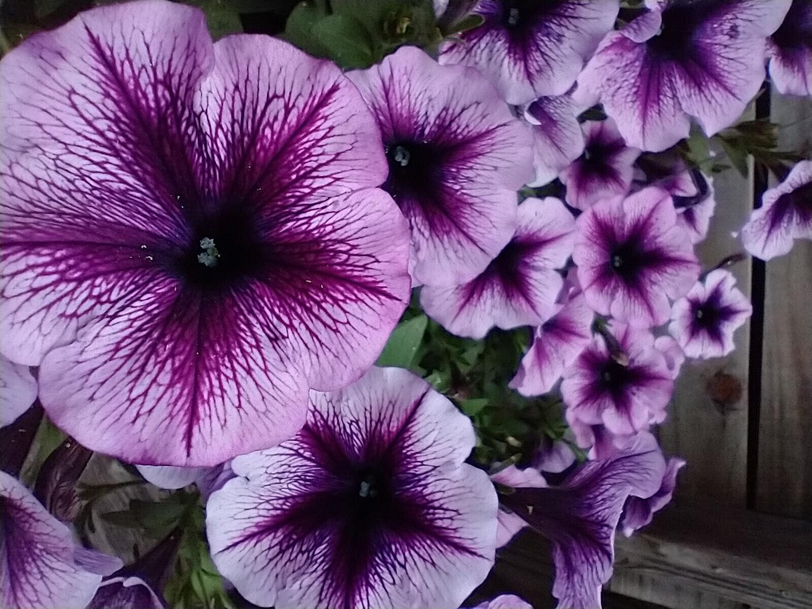 Purple petunias