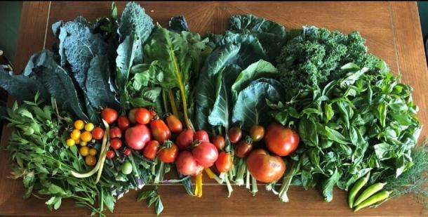 Harvested vegetables on a table