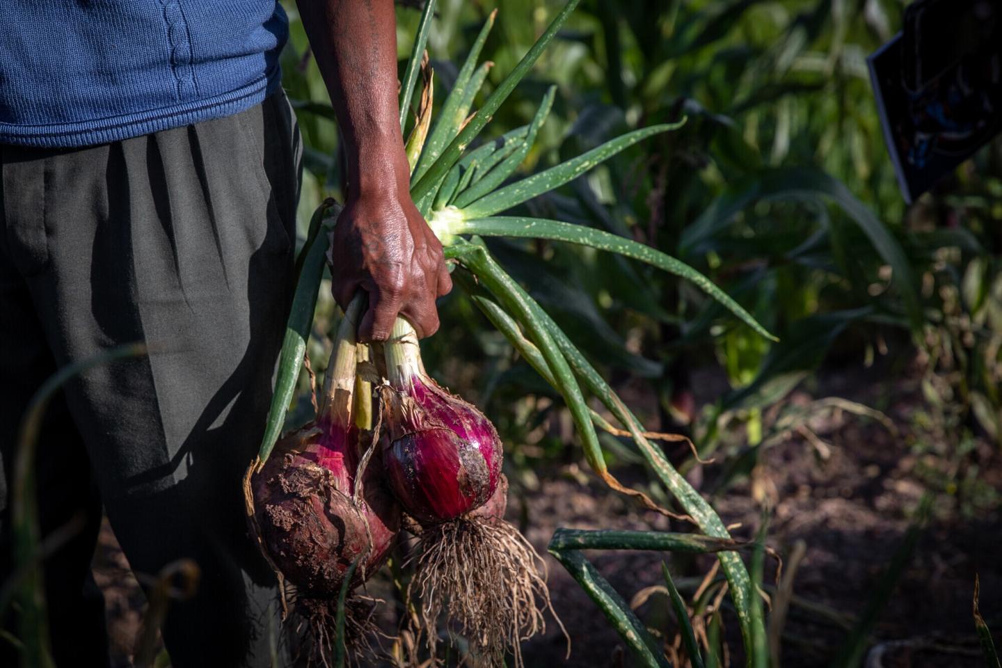 A hand holding a bunch of red onions