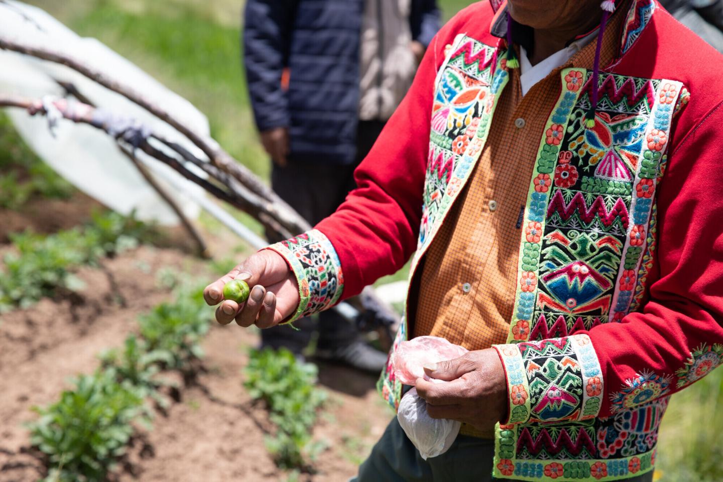 A person in a colorfully embroidered jacket holds a small, green potato