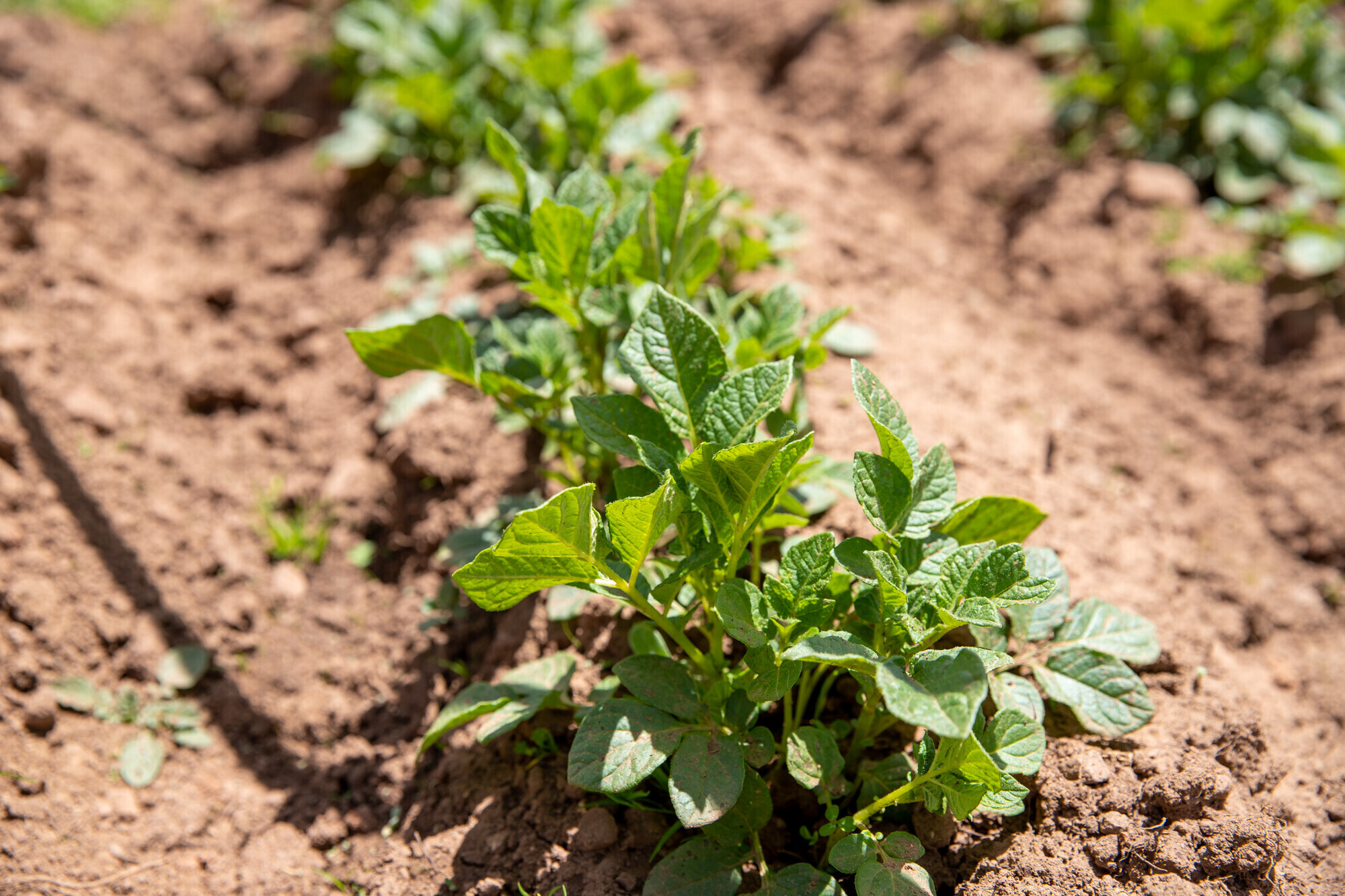 A row of potatoes growing in a garden