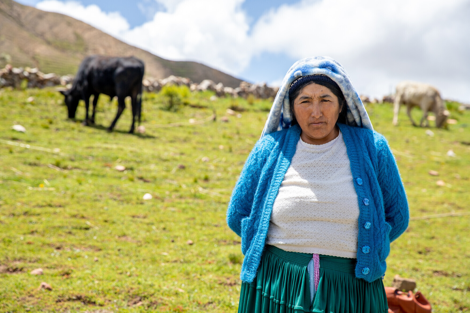 A Bolivian woman in a blue cardigan with a blanket draped on her hair stands in a cow pasture on a mountainside. There is a cow in the background. 