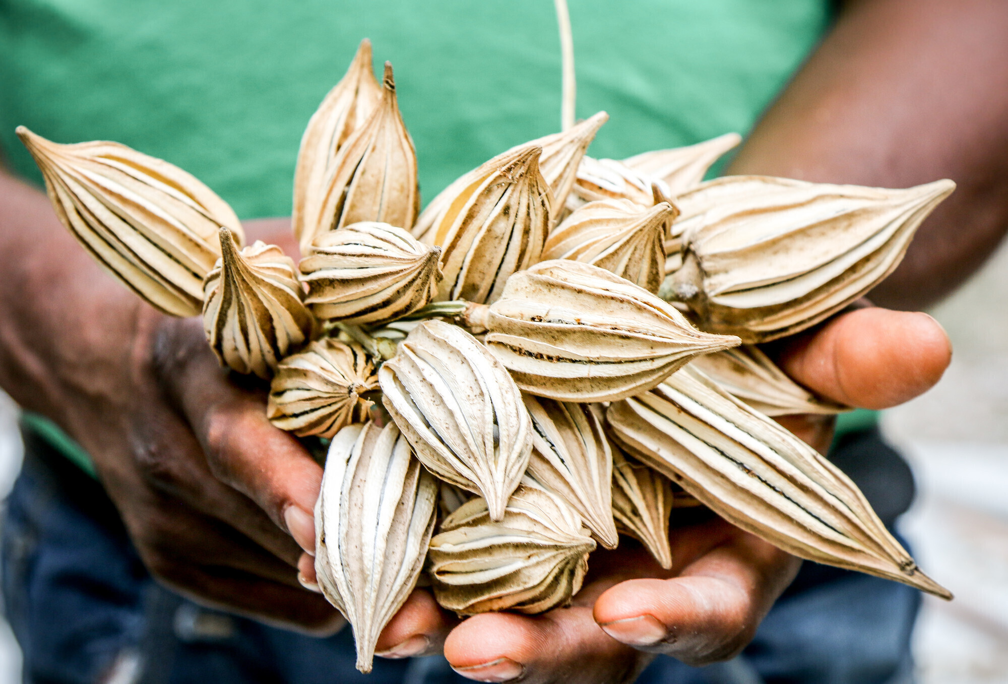 A close up of a man's hands holding a bundle of seeds