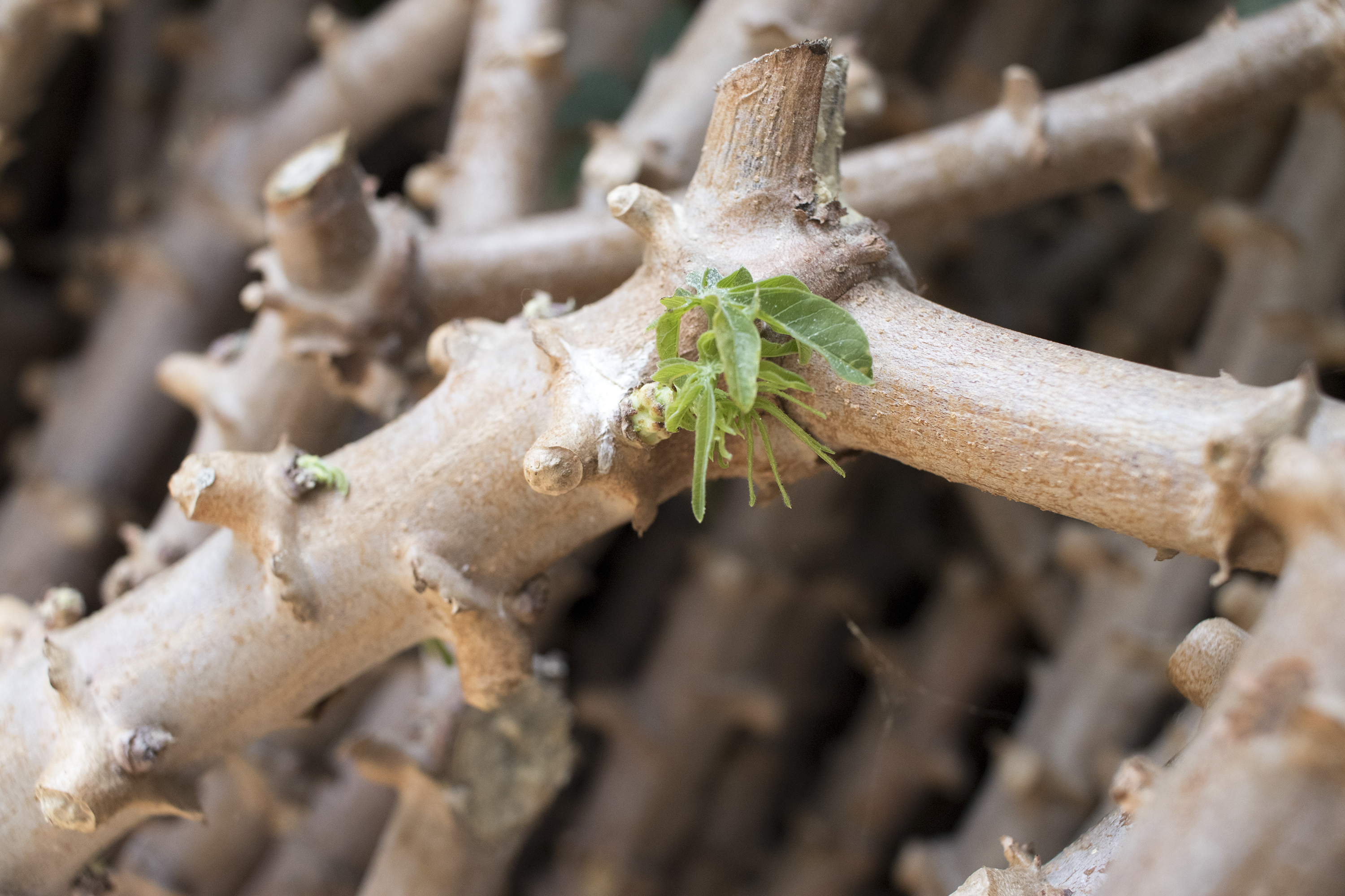 A close up photo of a yucca plant