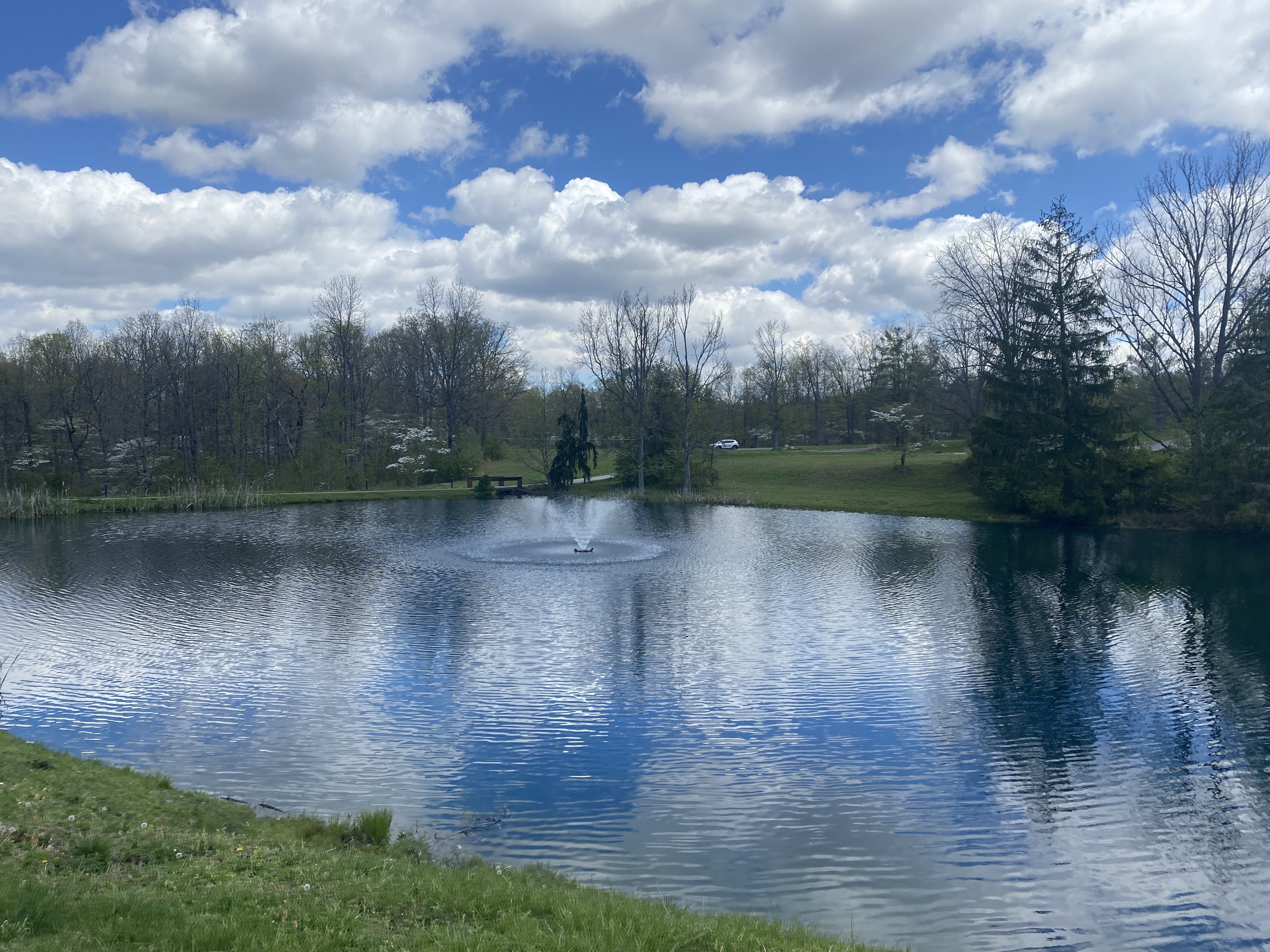 pond with fountain surrounded by trees