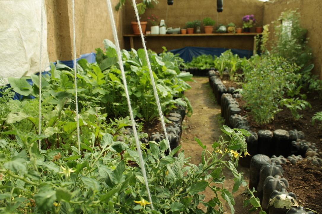 A greenhouse full of plants