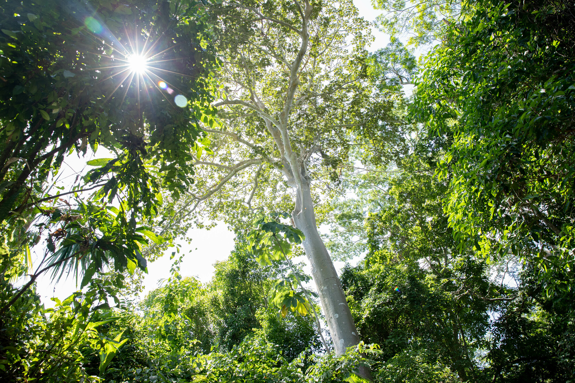 sunshine shimmering through trees