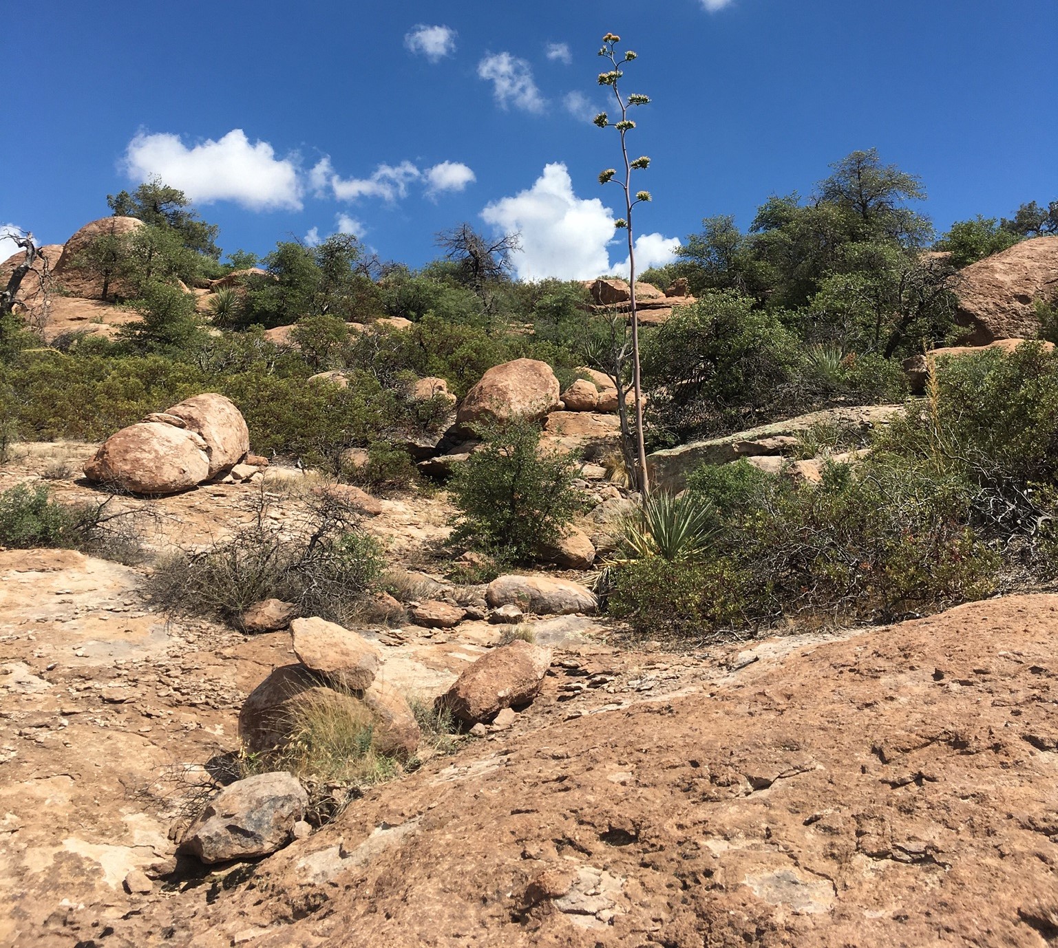 A landscape photo of rocks and shrubs in Oak Flat