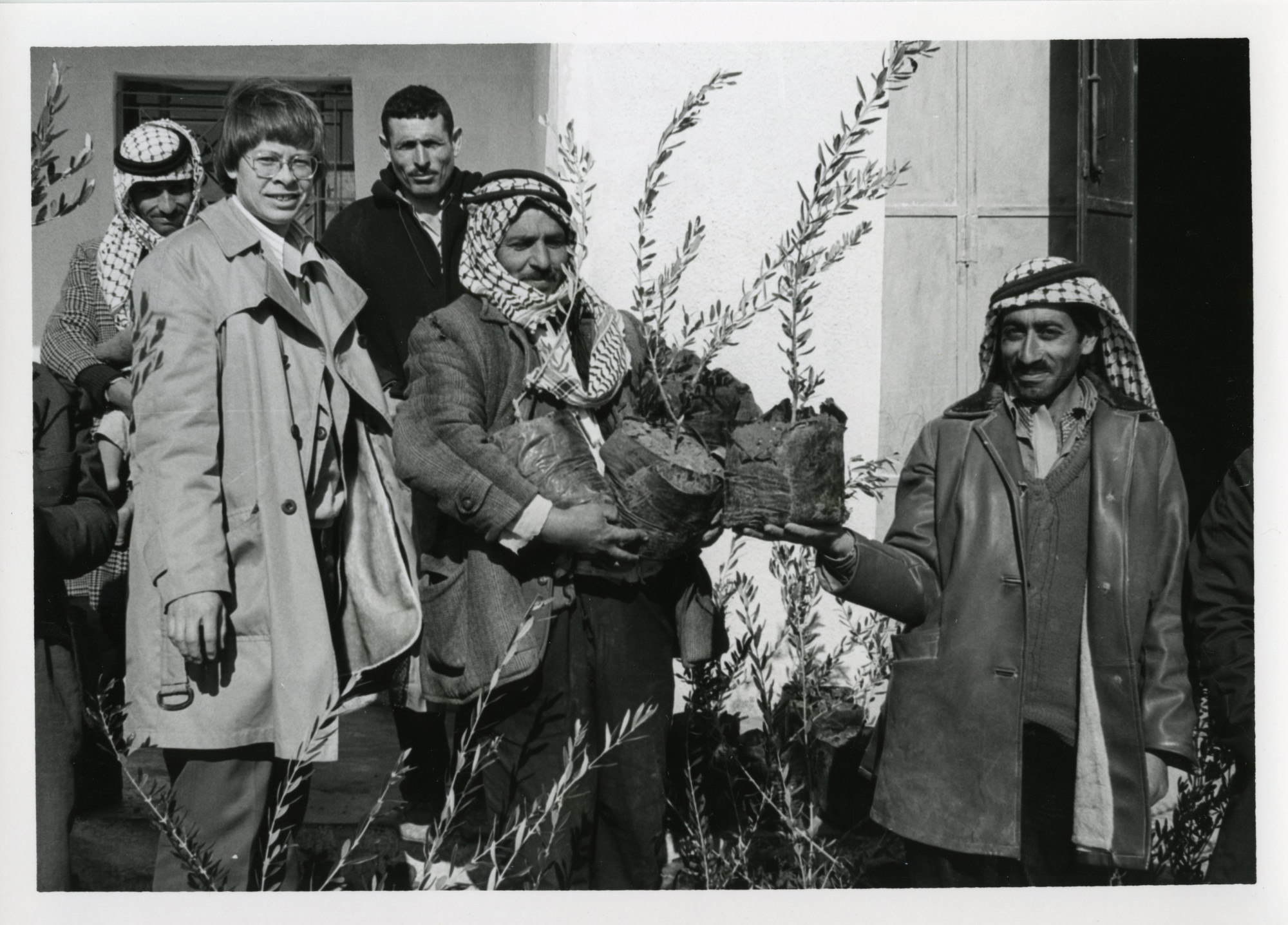 distributing olive tree seedlings