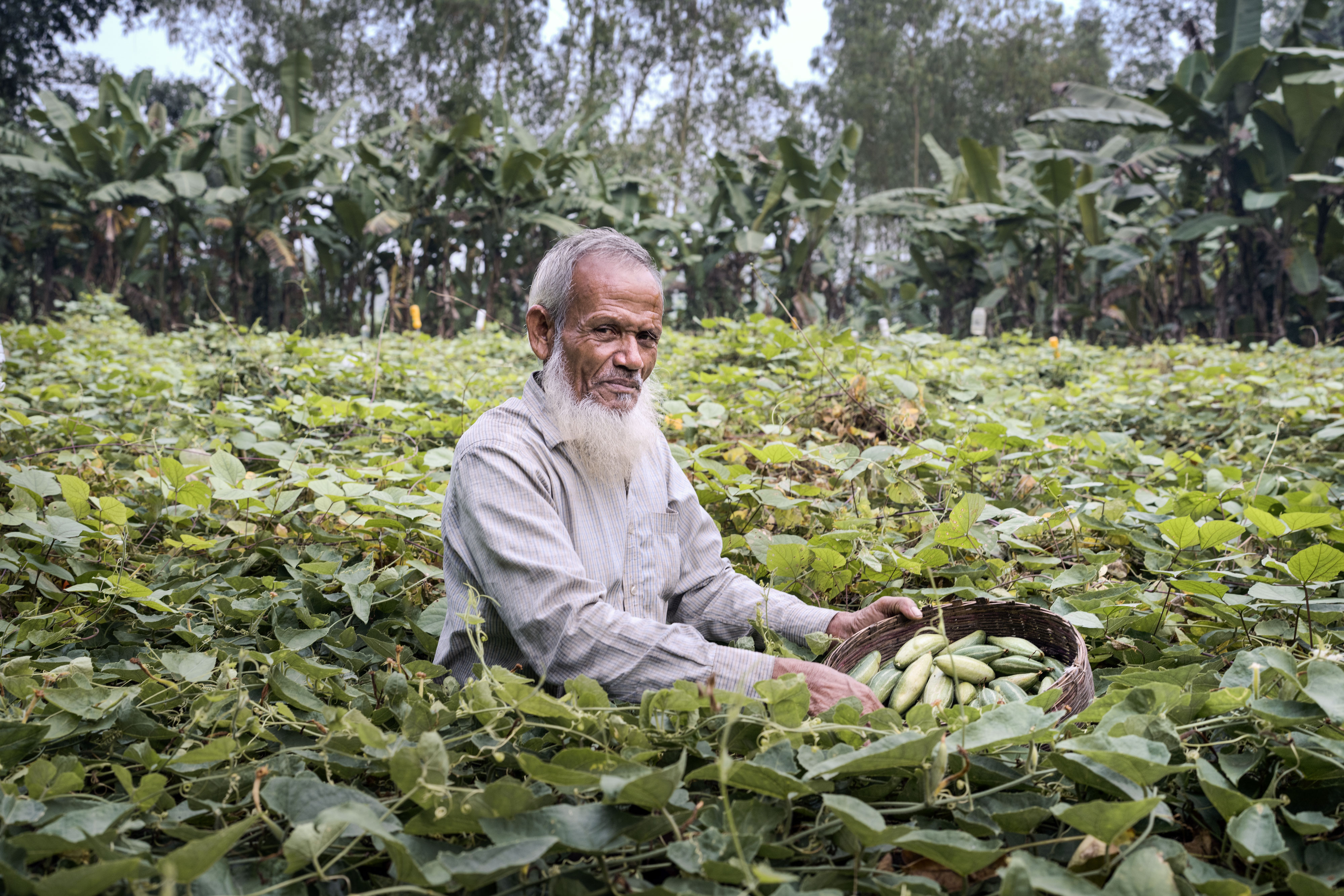 Man in a field with a basket of gourds