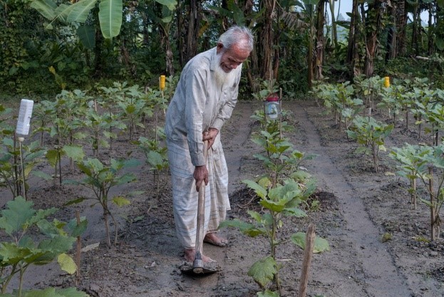 Abdul Mojid hoes in his eggplant field, while the colorful sticky traps and the clear pheromone traps eliminate insects.