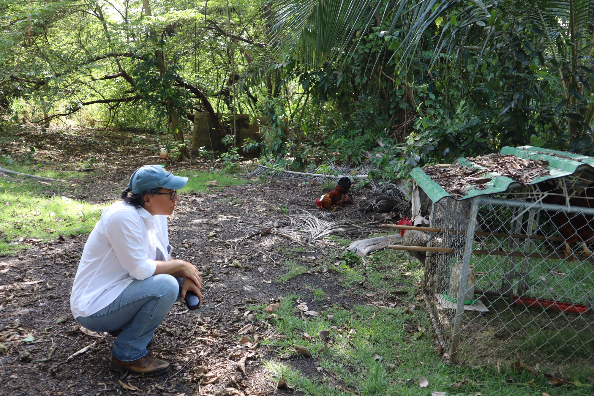 A woman crouching looking into a chicken coop