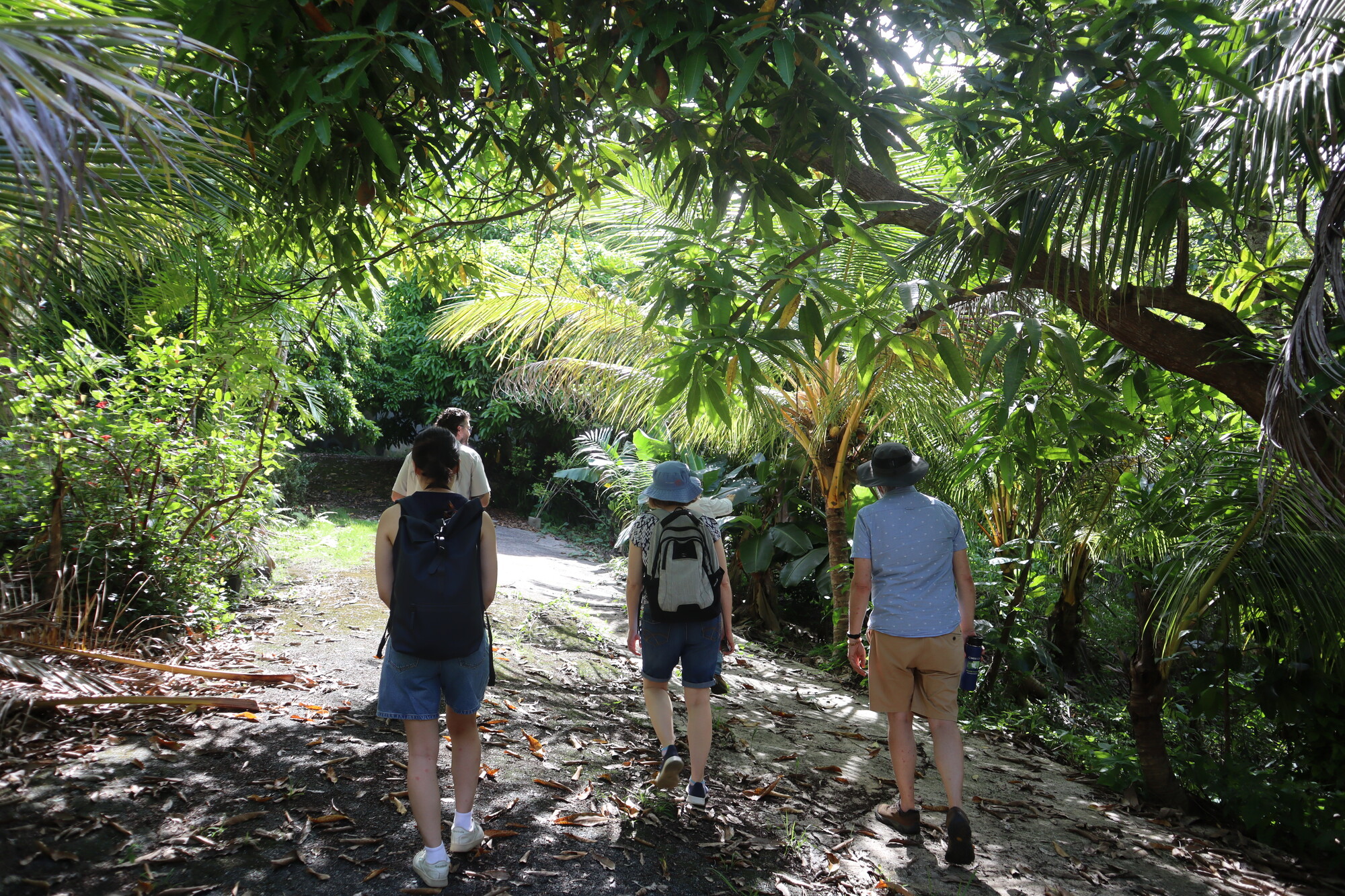 A group of people walking in a forest