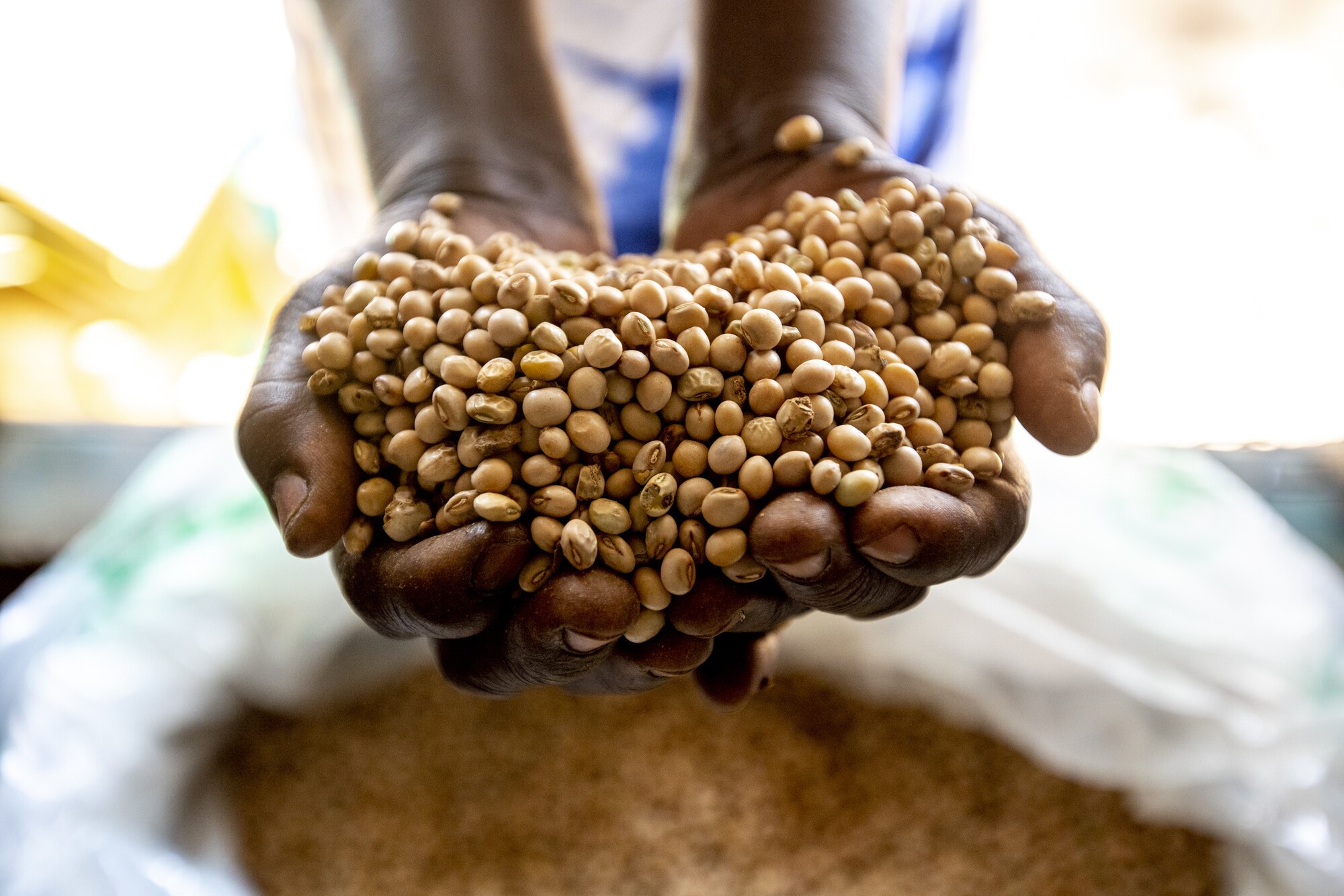 A person's hands holding cow peas