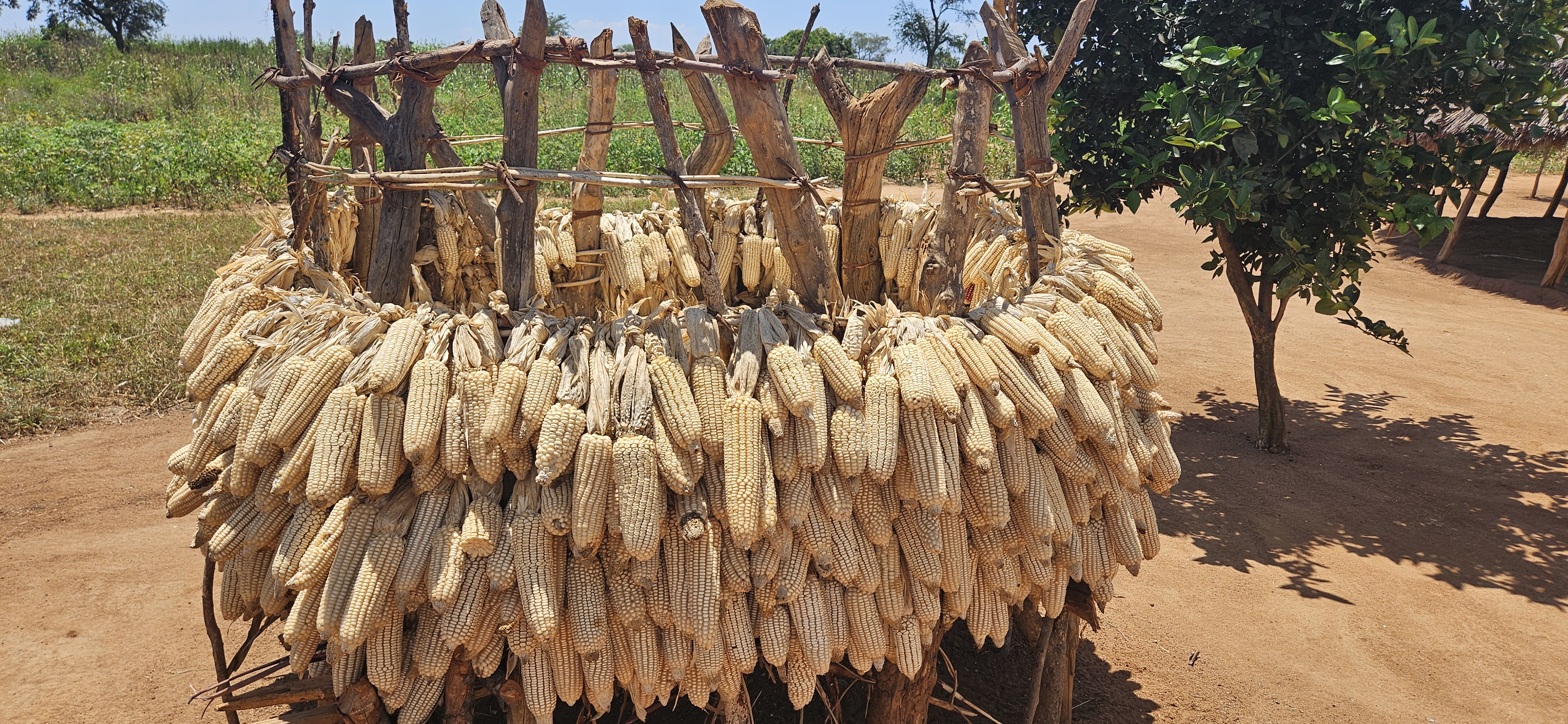 a row of corn dries on a rack