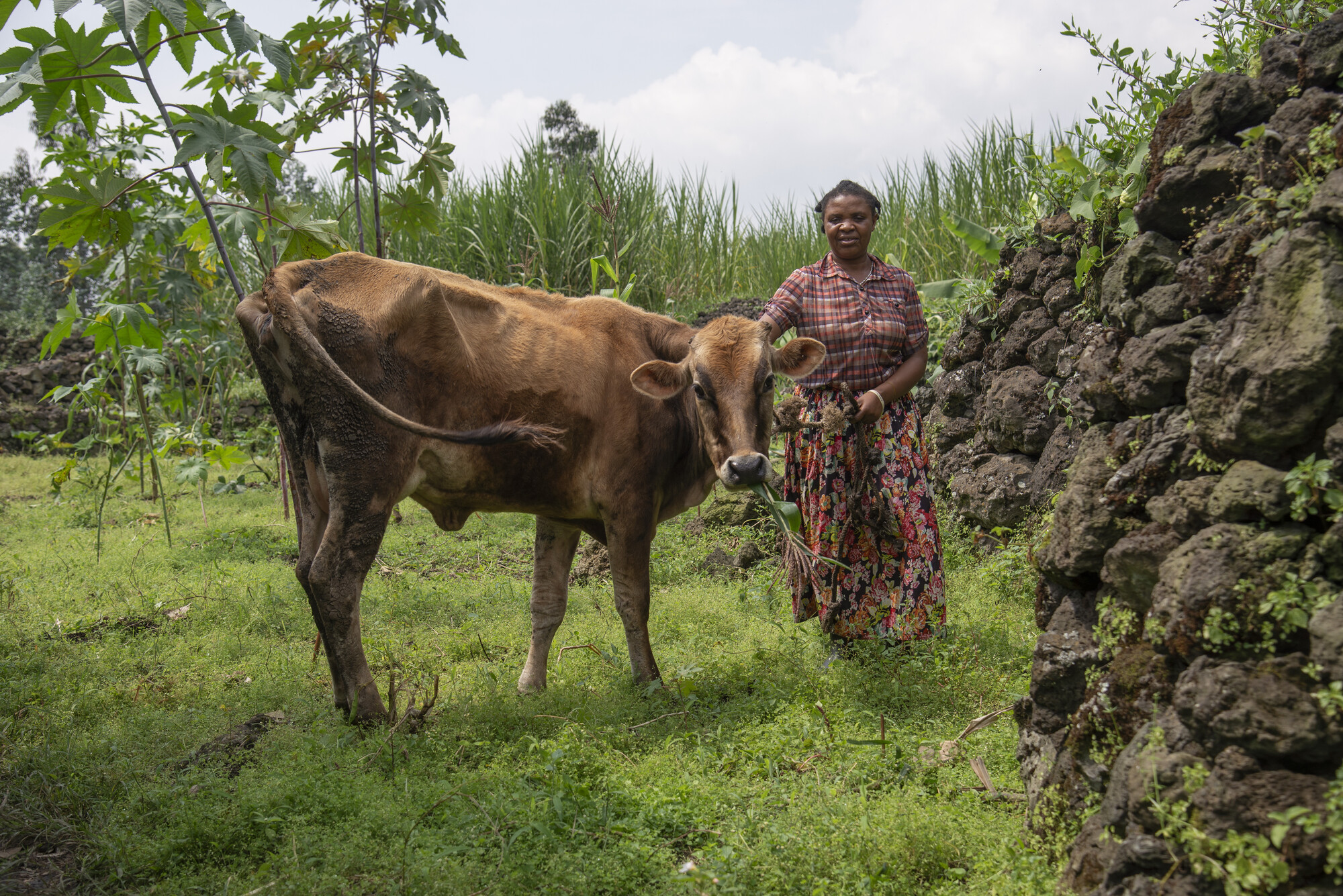 Jeanne Francoise Maniragena tends to the cow she was able to purchase using a payout from her village savings and loan association.