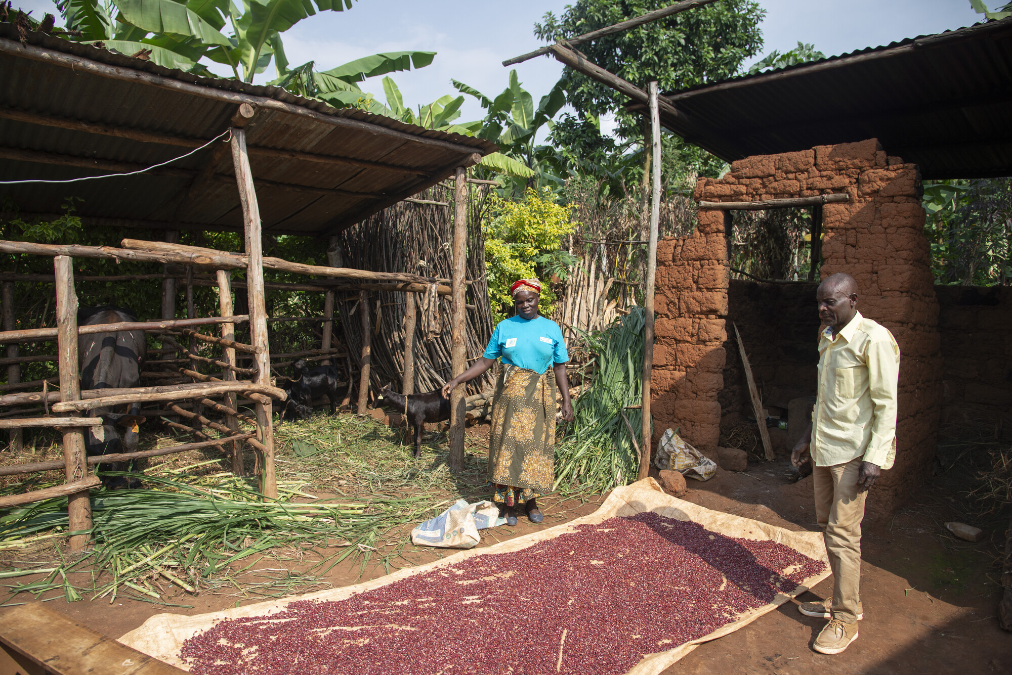 Marie Mukamana and Wensislas Muhawenimana work together to spread out beans grown through conservation agriculture. 