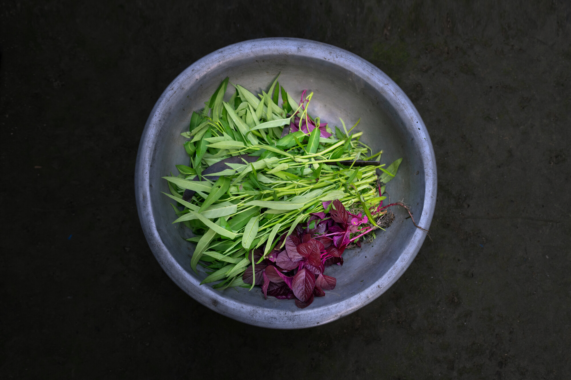 A bowl with different coloured plants in it