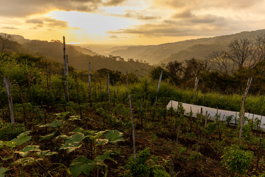 Portrait of the garden plot collectively run by Asucena Duarte, Mirna Elizabet Salinas, Brenda Damilet Perez and Martina Jacinta Aldána and one other woman in Achotial, a town in San Julian county, E