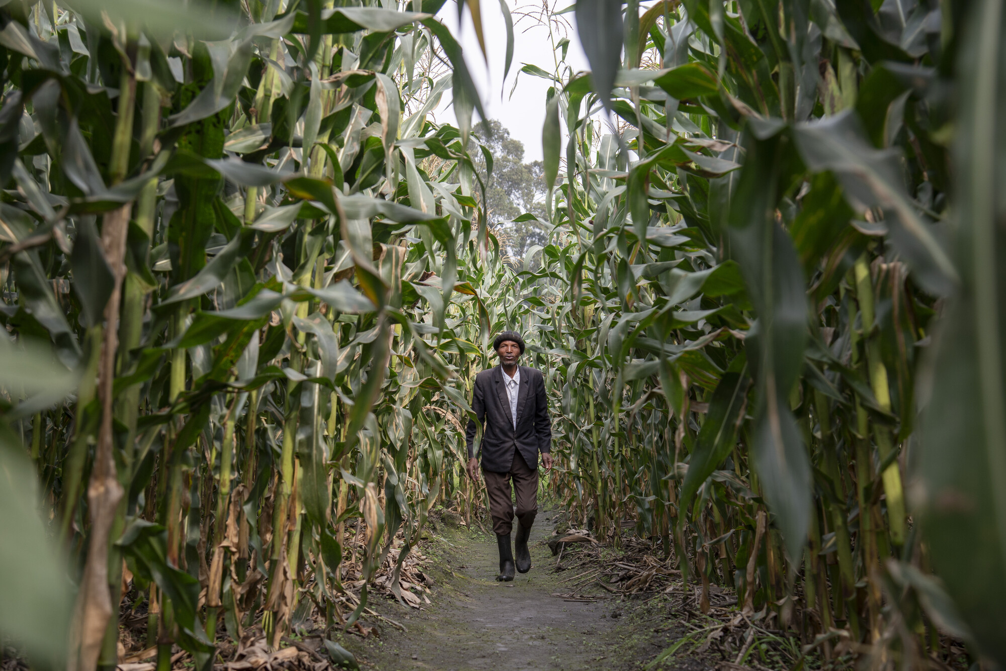 Vincent Hategekimana, president of his farmer field school, tends to corn grown using conservation agriculture techniques in Rwanda’s Burera District.