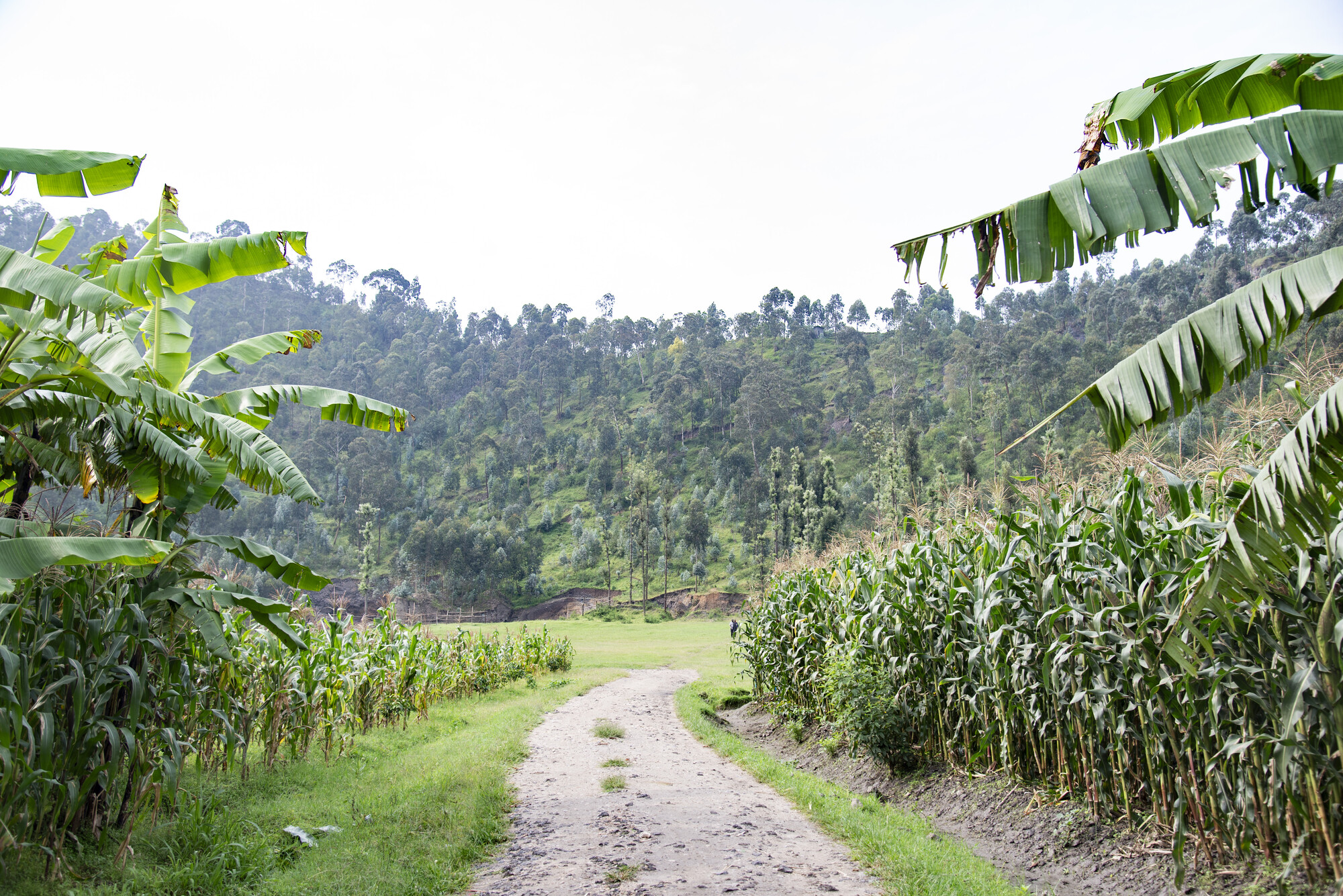 Two farm plots in Rwanda’s Burera District. The corn on the left side of the road has been grown using conventional agriculture techniques like extensive plowing of the land. The corn on the right s