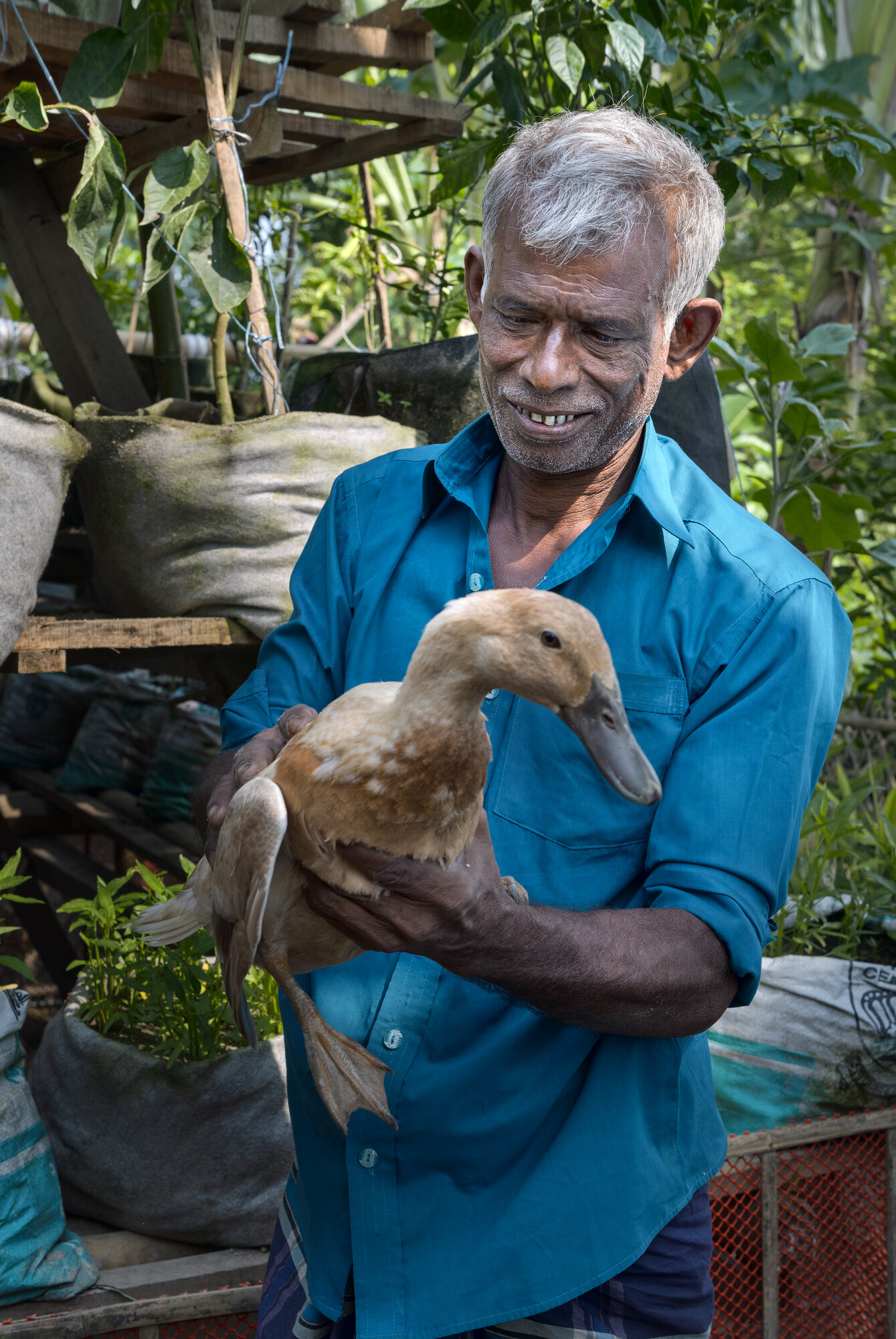 Farmer Nikhil Chandra Mondol uses more than fifteen methods of raring livestock and cultivating vegetables in his “Smart House”. Along with his wife Ovagini Rani, Mondol works everyday in their