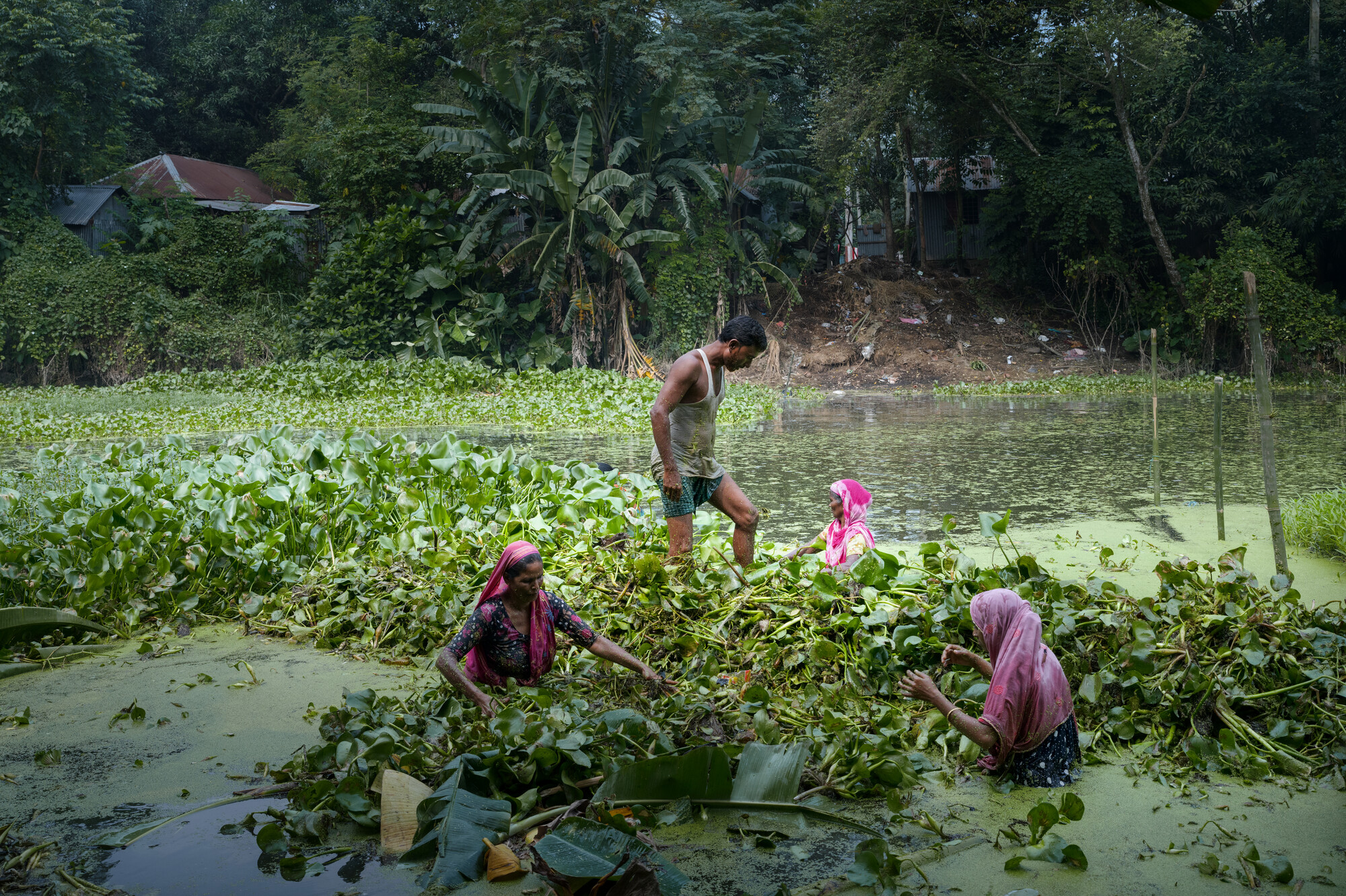 Zahidul Islam, 50, walks on the floating garden to press down the water hyacinth that he and Maloti Khatun, left, Majeda Begum, Rehena Khatun, and other farmers are using to create the garden.