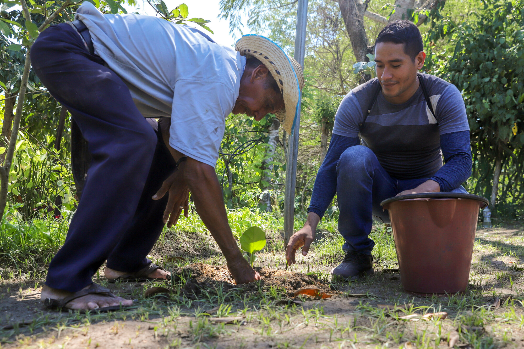 Narciso Diaz and Oscar Torres plant an eggplant seedling and fertilize it with a freshly-made organic fertilizer made of made from manure, rice husks, and river sand.