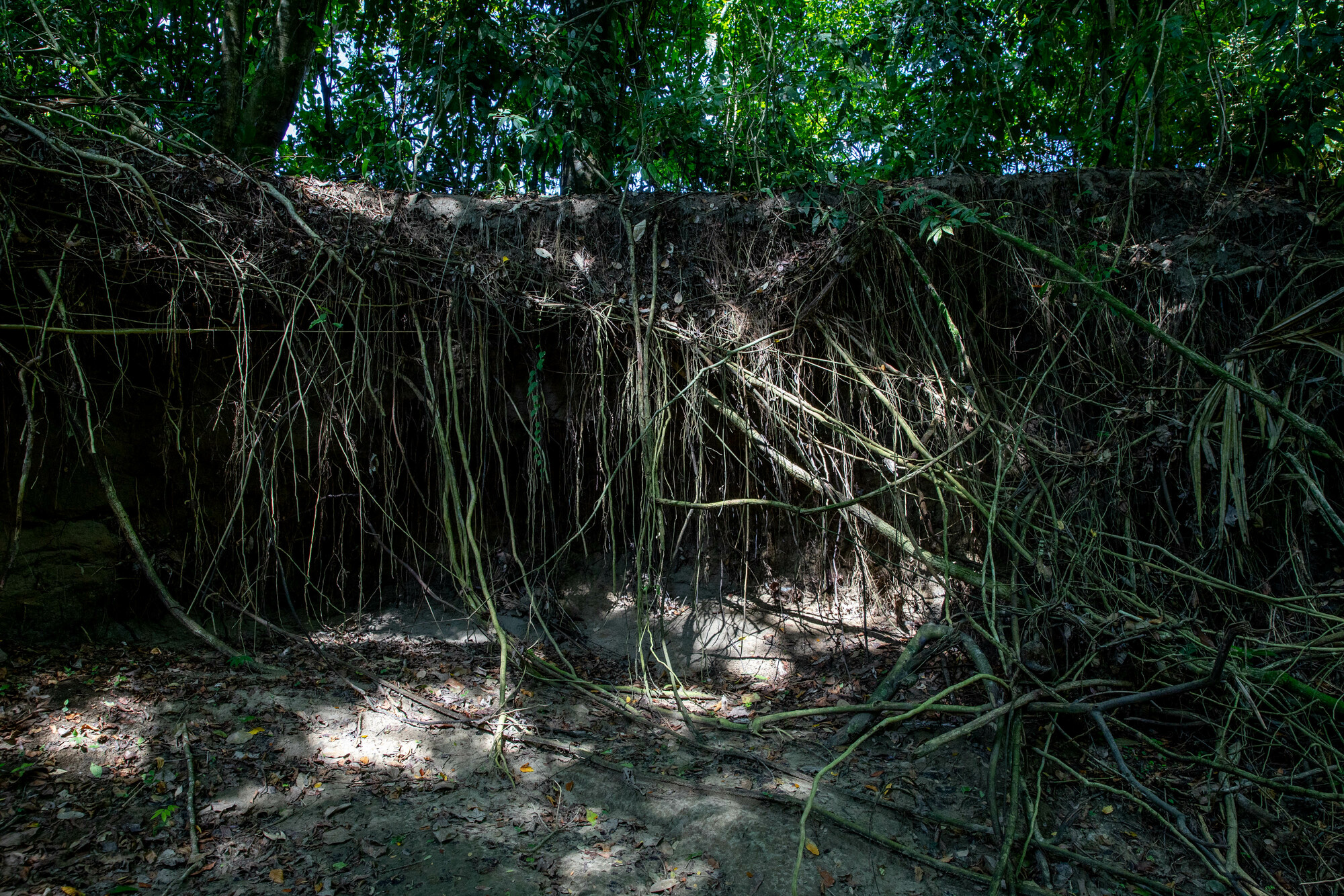 Intricate root systems of trees planted along the Pechelín Creek protect the creek bed from erosion.