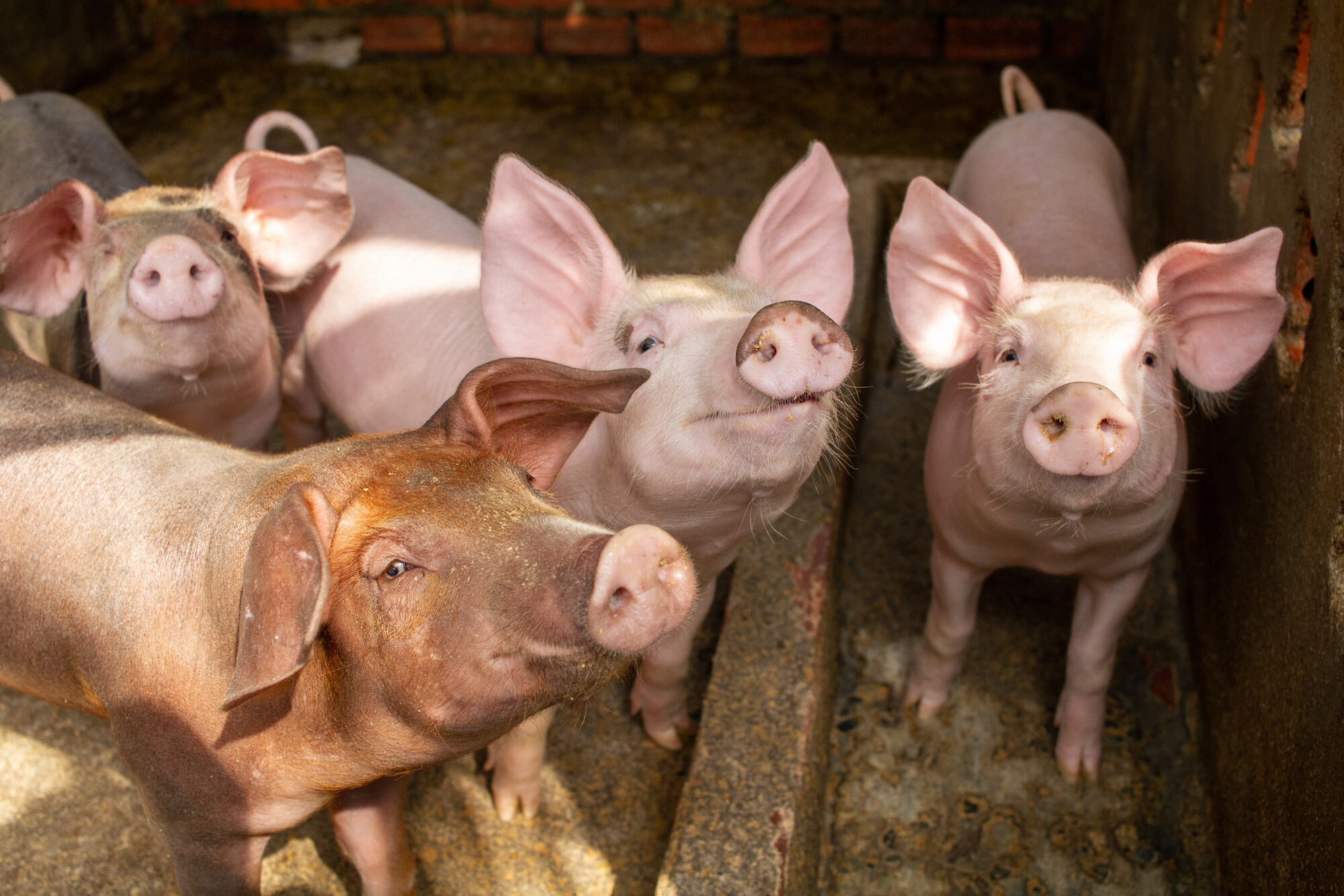 Pigs at the home of Young Yorn, a farmer supported by MCC partner Organization to Develop Our Villages (ODOV).