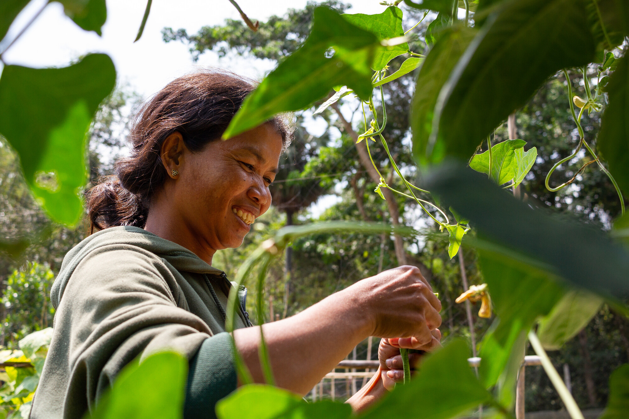 Yum Sopharl, a farmer supported by MCC partner Organization to Develop Our Villages (ODOV), harvests longbeans from a garden at her sister's house for sale in the local market.