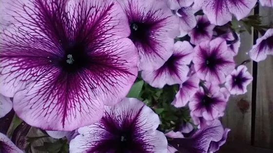 Purple petunias