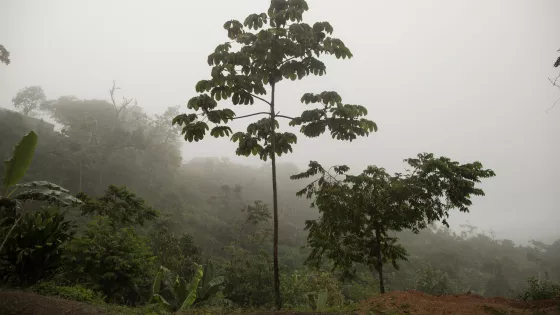 A tall tree on a foggy day in Colombia