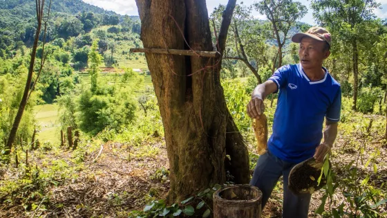 A man holds up honeycomb he pulled out of a beehive.