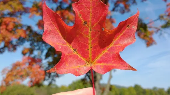 A hand holding a maple leaf