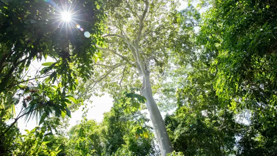 sunshine shimmering through trees