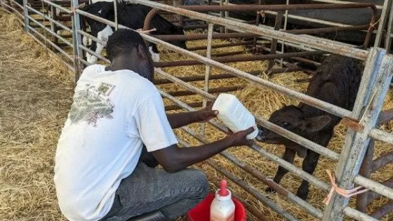 IVEP participant is crouched and feeding a baby calf with a bottle.